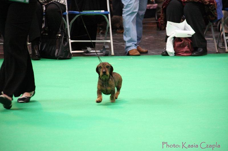 Crufts2011_2 764.jpg